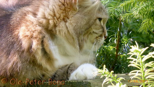 Sibirische Katzen Fadejew vom Schloßpavillon